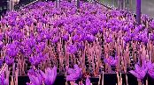 video - Innovative saffron farming methods taking root in Slovakia Innovative saffron farming methods taking root in Slovakia