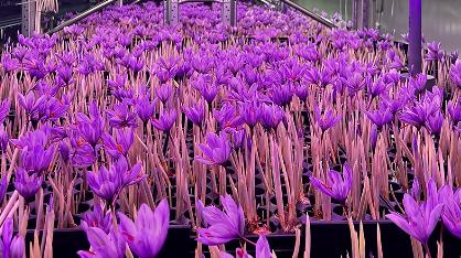 video - Innovative saffron farming methods taking root in Slovakia Innovative saffron farming methods taking root in Slovakia