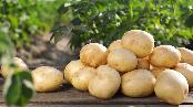 video - What the journey of getting potatoes to you is like What the journey of getting potatoes to you is like