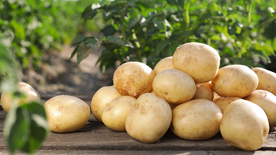 video - What the journey of getting potatoes to you is like What the journey of getting potatoes to you is like